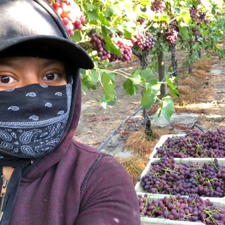 United Farm Workers tweet media