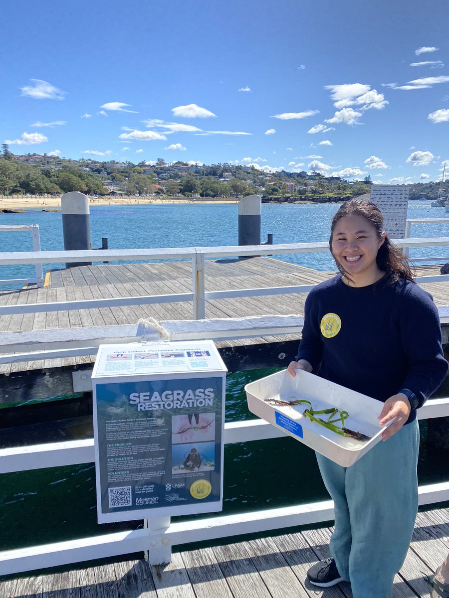 Come meet us and chat about how to get involved in #seagrass #restoration in Sydney Harbour, tomorrow at the Balmoral Seaside Scavenge with @MosmanCouncil @Take3fortheSea 
@SydneyMarine details:
events.mosman.nsw.gov.au/events/seaside…