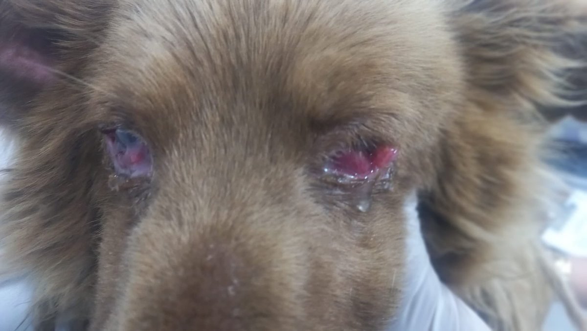 laurarubiogu's tweet photo. Dios mío ayúdame a curar estos ojos de este perrito ☹️ https://t.co/w2TZELmHry