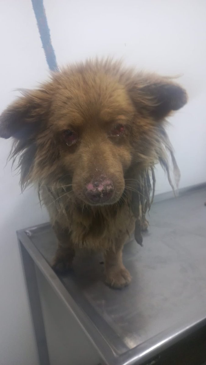 laurarubiogu's tweet photo. Dios mío ayúdame a curar estos ojos de este perrito ☹️ https://t.co/w2TZELmHry