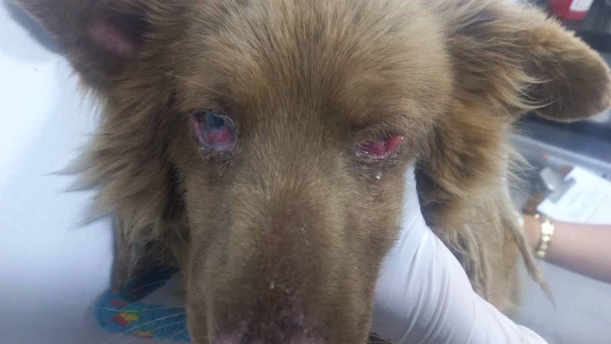 laurarubiogu's tweet photo. Dios mío ayúdame a curar estos ojos de este perrito ☹️ https://t.co/w2TZELmHry