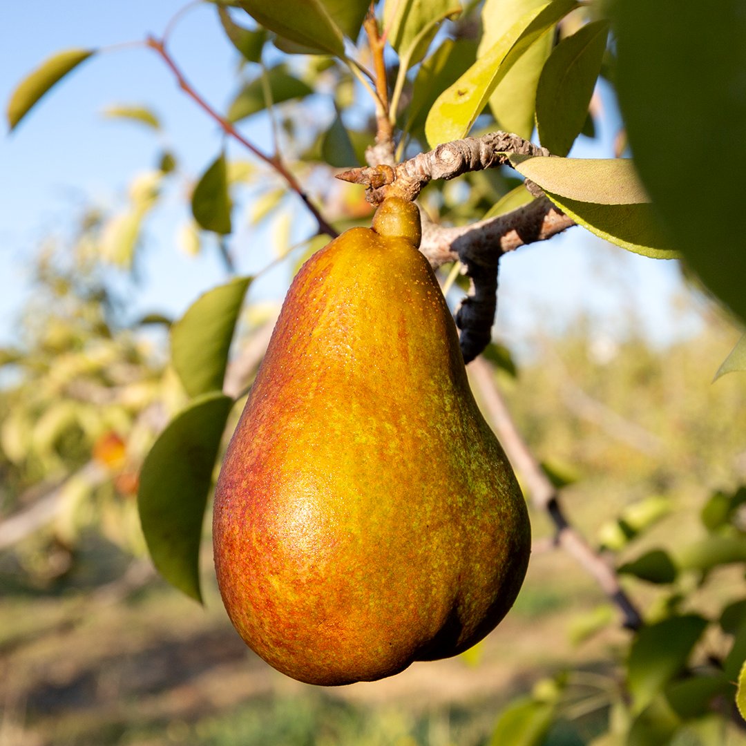 Now Arriving: Warren pears #FreshFromOurFriends at @FrogHollowFarm. And we can pear-sonally attest, they are D-E-L-I-C-I-O-U-S!