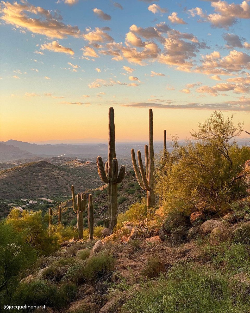 Did you know that the roots of a Saguaro radiate out as far from the plant as it is tall? Just a little #NatureKnowlegde for ya! To learn where you can find these glorious plants, click here: bit.ly/PHXSaguaros 🌵

📷: jacquelinehurst
📍: Scottsdale

#myphx