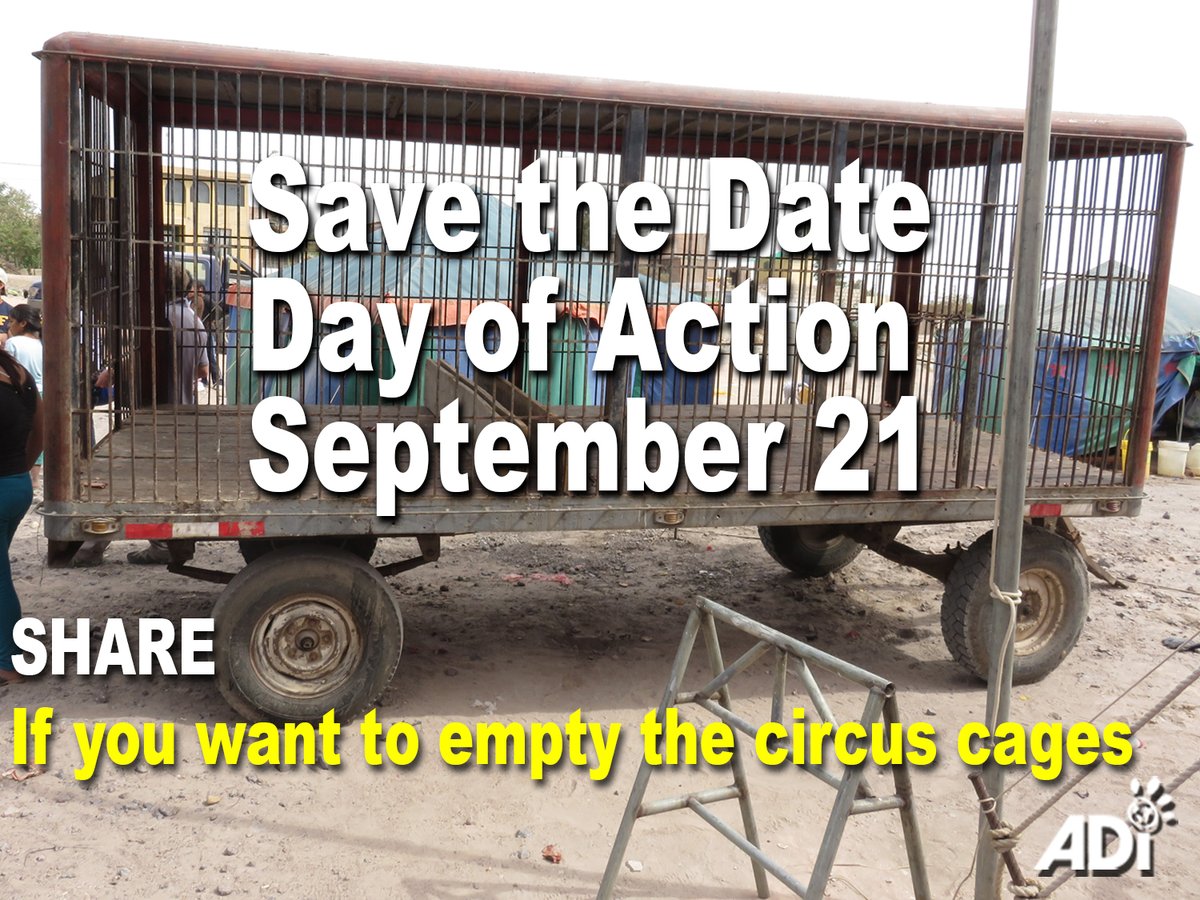 AnimalDefenders's tweet photo. This cage is the size of 2 double beds. It was home to 3 adult lions. Sadly, one died here. The 2 survivors were rescued by ADI when Peru banned wild animals in circuses. Now it is time to #emptythecages in the US!
Save the date - #TEAPSPA day of action - Wednesday September 21 https://t.co/vzeVObLK0g
