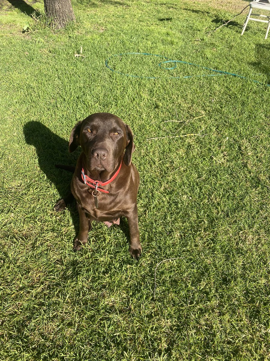 7 Chocolate Labs. 8 weeks. Vet checked, chipped, vaccinated! Ready for the back of a Ute, new back yard, family to love! DM. Great farming family dogs