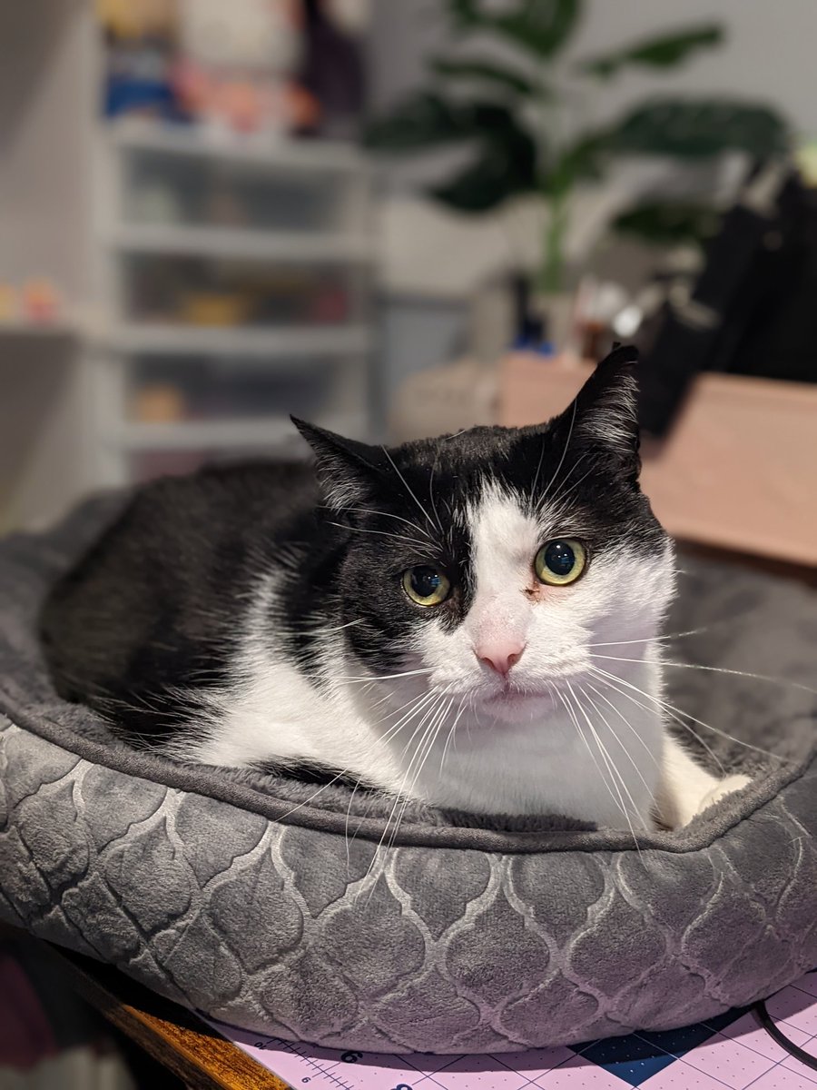 I put her bed on the other side of my desk so now she can keep me company while at work and streaming 🥹💕

JUST LOOK AT HER PRECIOUS FACE