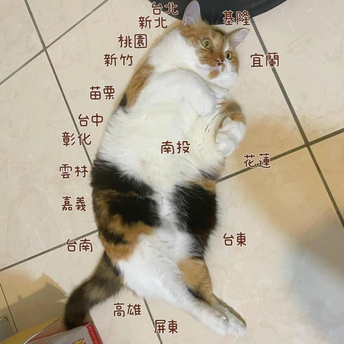 foreignersinTW's tweet photo. Cat map of Taiwan https://t.co/Ey0kf4BYQf