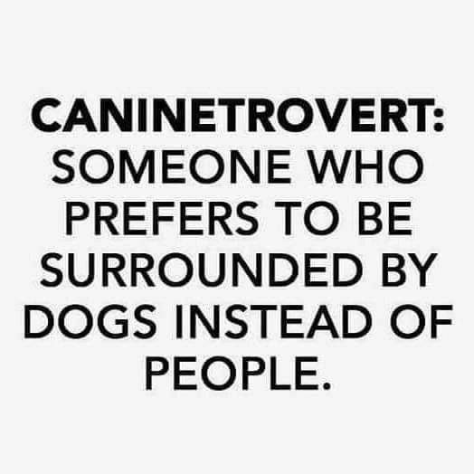 lahpstr's tweet image. Hardly character flaws! Beats being a backstabber, wouldn't you say?!

#caninetrovert #doginist instagr.am/p/CillrqFLTYr/