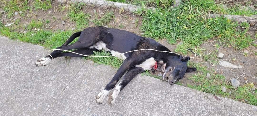 Vínculo Humano Animal tweet media