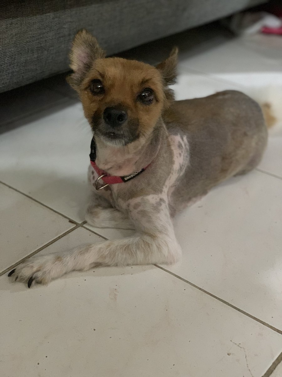 Found on 20 route within the sovereign/hilo vicinity. Please RT to help in finding her owner.