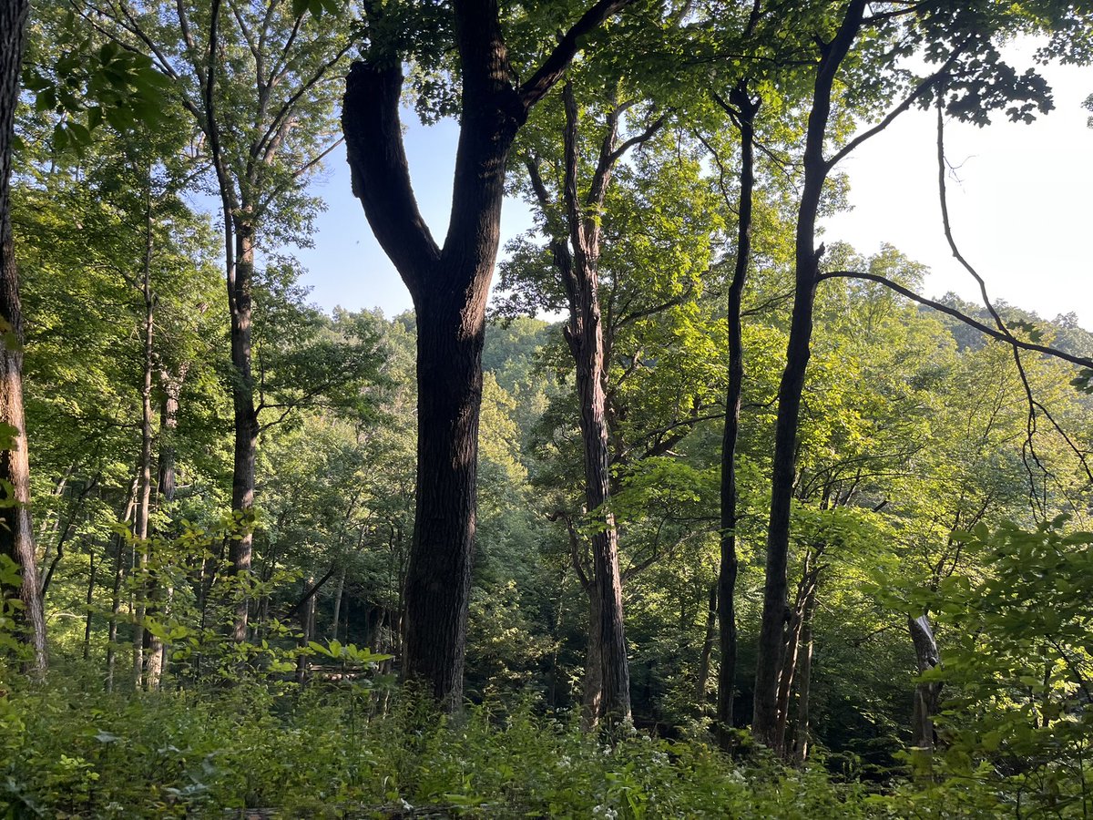sheff_olivia's tweet photo. Had so much fun at GEMS this week! Great science in a beautiful forest! https://t.co/q14wGq3TyS