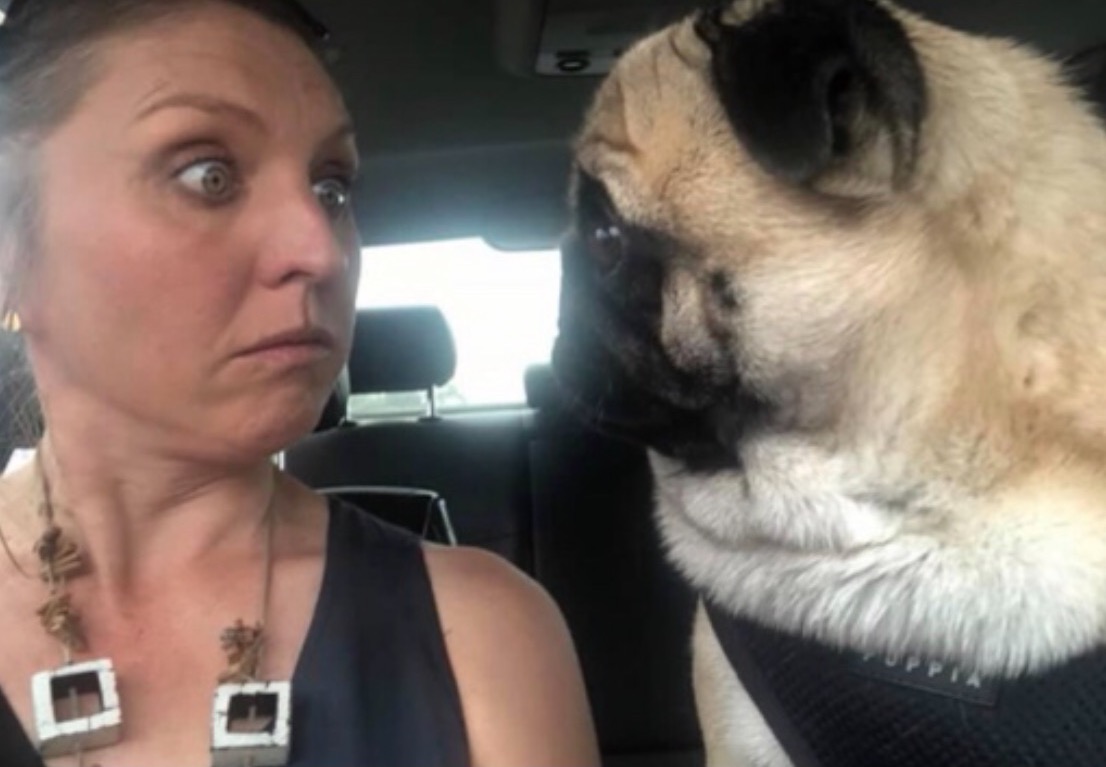 I don't really have any photos w/out children or dogs hanging off me for <a href="/HeroinesFest/">Heroines Festival</a> 'meet the authors'. So far the 'You Look Like Your Pug, Now What?' series is winning...