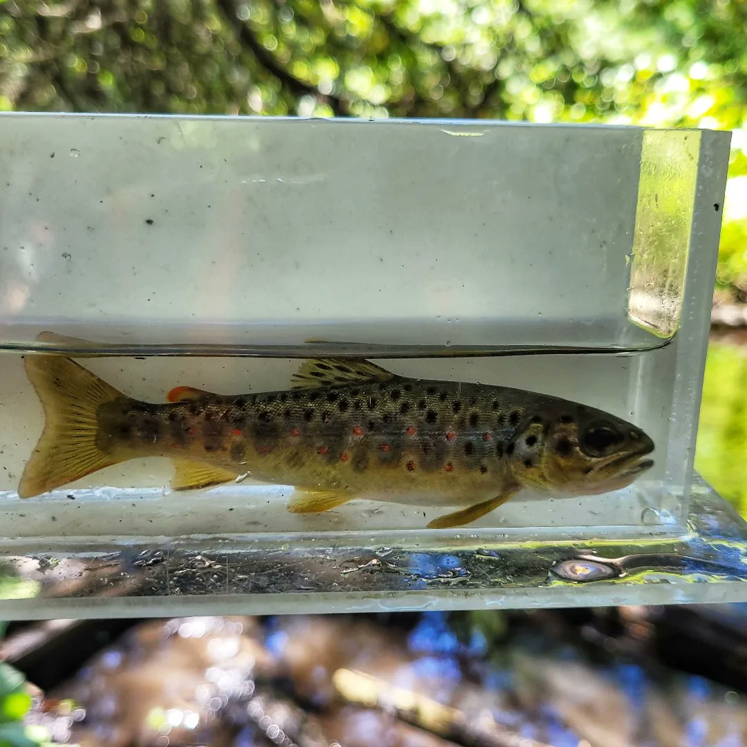 ktmitche's tweet photo. My favourite "office" to work in. Took part in a mark-recapture project to estimate Brown Trout populations as part of a 30-year long monitoring program.

#browntrout #markrecapture #fisheries #ecology #ecologist https://t.co/Cyfqd2XY0E
