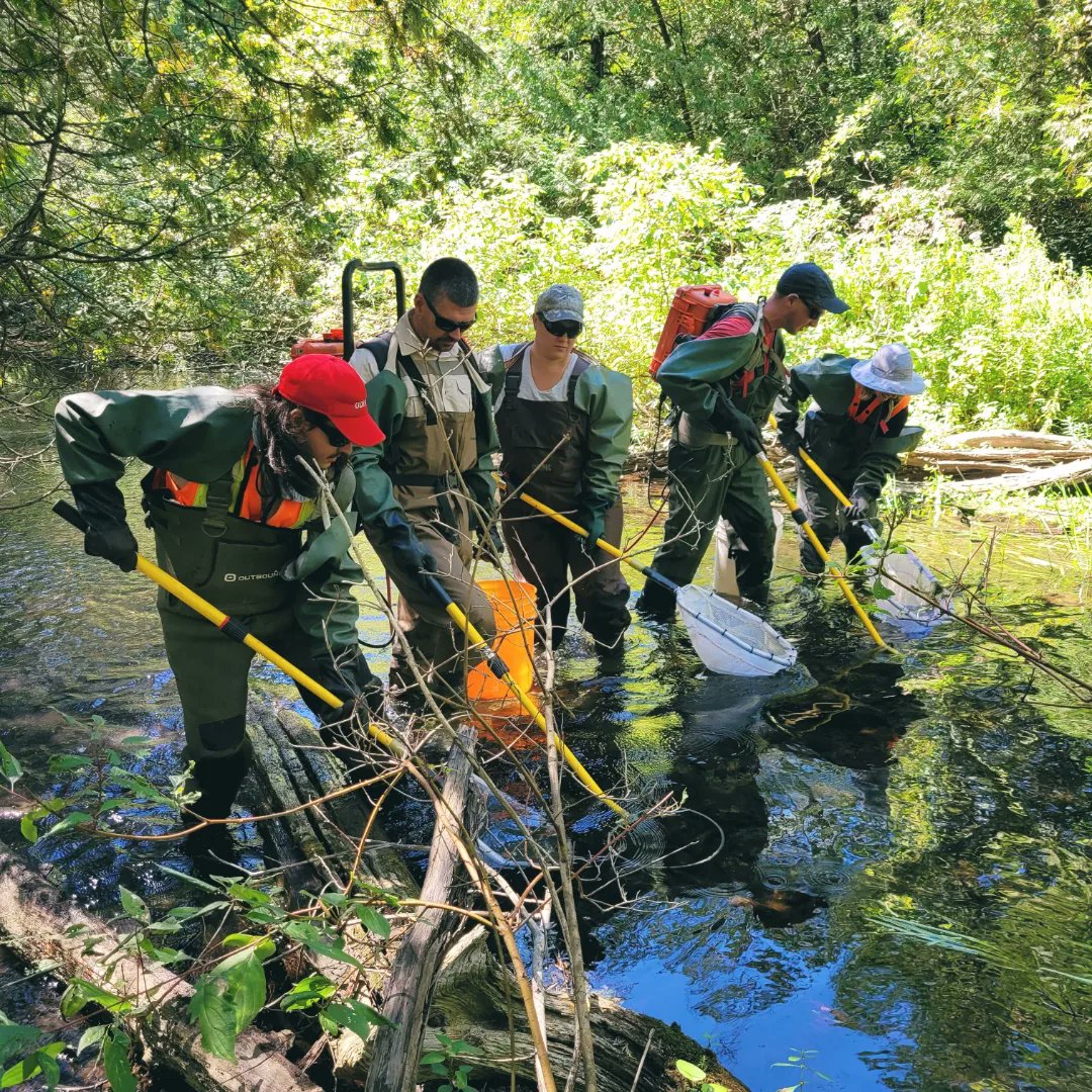 ktmitche's tweet photo. My favourite "office" to work in. Took part in a mark-recapture project to estimate Brown Trout populations as part of a 30-year long monitoring program.

#browntrout #markrecapture #fisheries #ecology #ecologist https://t.co/Cyfqd2XY0E