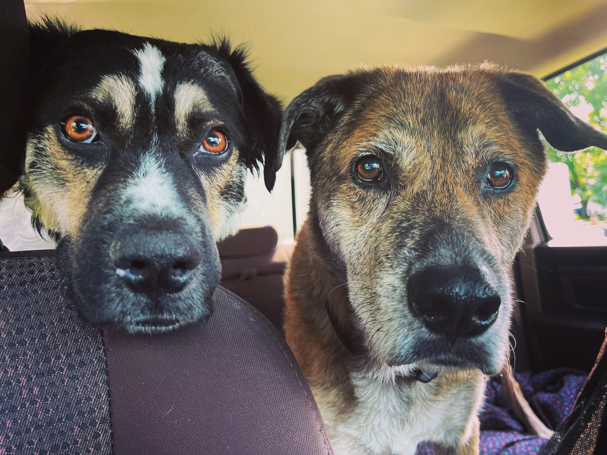2TravelingDogs's tweet photo. This is Brickle and Fruitycake. There may be a decade in years that separates us. But the best friends in life don’t know age. #bff #rescuedogs #rvwithdogs #DogsofTwittter https://t.co/BYyrOQC2Yt