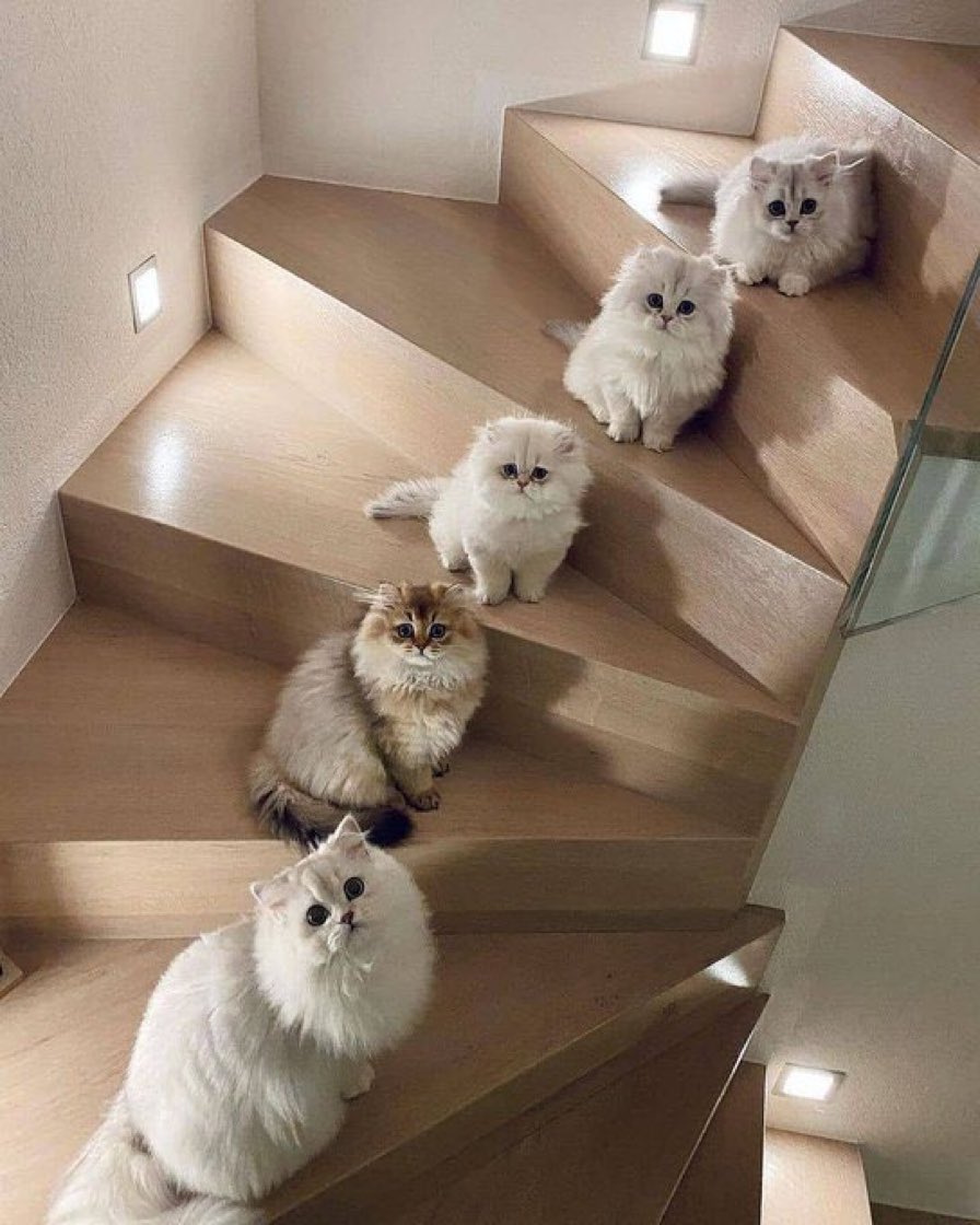 ImNanni's tweet photo. 😽 https://t.co/xYH9eQvyuL