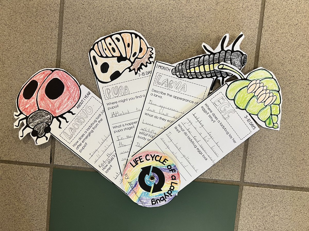 Kellie Lawrence (@mslawrencemps) on Twitter photo Over the past couple of weeks students have researched and gathered information about the life cycles of several organisms. These are a few examples of their final projects! <a href="/academy_ib/">MacMillan"IB"Academy</a> <a href="/MPSAL/">Montgomery Public Schools</a> Over the past couple of weeks students have researched and gathered information about the life cycles of several organisms. These are a few examples of their final projects! <a href="/academy_ib/">MacMillan"IB"Academy</a> <a href="/MPSAL/">Montgomery Public Schools</a>