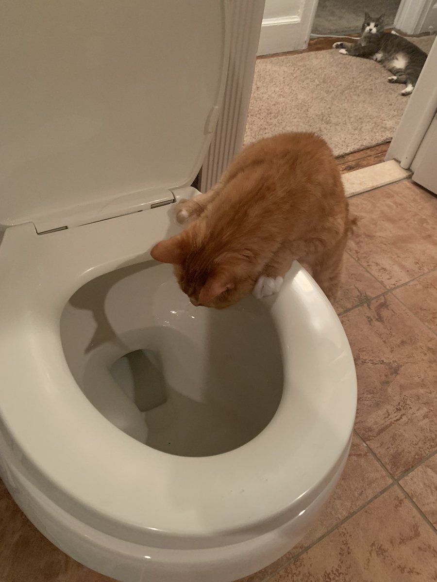 AnnMarie419's tweet image. Fascinating…

Personally, I like Alvin’s expression in the background, exasperated by his brothers ongoing antics.  

#cats #fatcat #tinycat #weirdos #myboys #houseofcrazy #CarterFlynn #AlvinMatthew