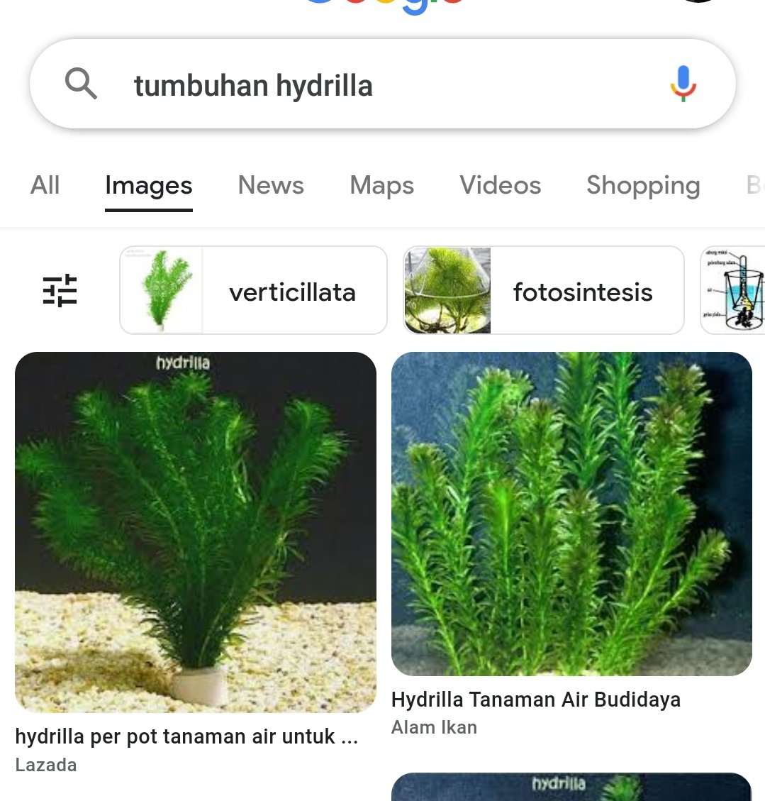 sch! kelasku barusan disuruh bawa tumbuhan hydrilla kya gini buat praktikum fotosintesis, ada yg tau gak belinya di mana? dibawanya senin ini soalnya 😭😭
