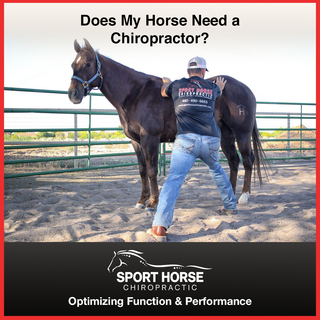 drmikeadney's tweet photo. Dr. Mike writes an informative blog on the subject "Does my #horse need a #chirpractor?"

Read the full article here: https://t.co/Ku4tR22eMg

#peformancehorses #equinechiroprator #aqha https://t.co/M7jX1QzSas