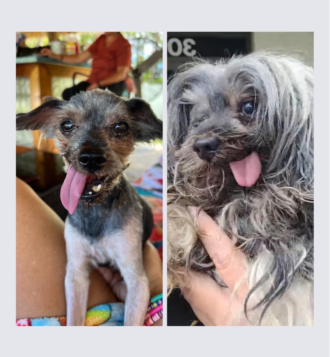 100+ Abandoned Dogs tweet media