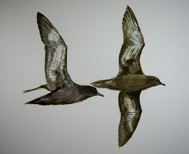 haiiromizunagi's tweet photo. #ハイイロミズナギドリ #SootyShearwater #Shearwater #Puffinus を #スケッチ #ドローイング 本業は淡々とやっているので、金曜の終業は解き放たれた気になるのが正直なところ。自由時間は2H程あるので、水彩直描きの続きを‥頑張って描いたが、両翼を描くとそれなりに時間を消費。まあまあの出来か‥ https://t.co/qJXXlg8zs8