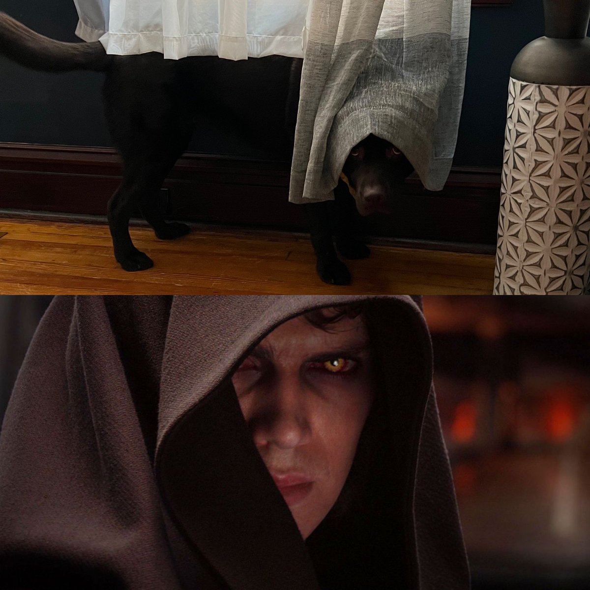 dpgoodies's tweet photo. don’t effing call or text my dog is darth Vader https://t.co/I9SPXMnuvj