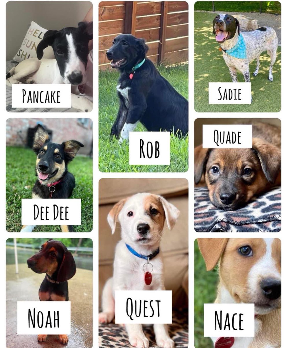 TNProverbs1210's tweet photo. We have a big weekend planned! Swing by Petco Saturday between 11:00 and 1:00 and meet these beauties! If you make a connection, get your application in and with an approved application, next Saturday you could be adopting!
#LifeGuardsAtWork
https://t.co/OoXGHfubjV https://t.co/jt8W4D5Ai2