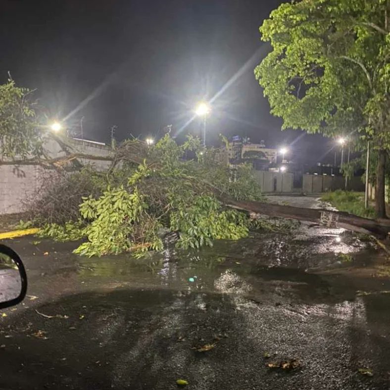 ALERTA171BOL's tweet photo. #CiudadGuayana. Reportan varios árboles caídos por efecto de la lluvia: 
* Via Bolivia frente a cosméticos Génesis
* Campo B de la Ferrominera,  frente a Ciudad Mineros
*Urb.Chilemex, adyacente a Hotel Casa Boutique. Indican el árbol cayó arriba de una vehículo. 
*Av las Américas https://t.co/sS0LBtVmbN