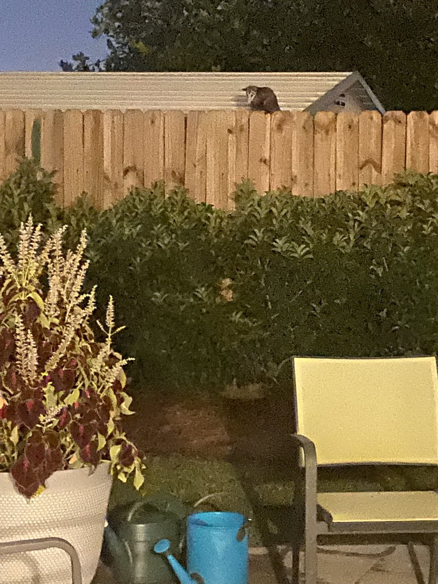 How do I get my weird neighbor to leave? Google tells me he’s a possum, but his eyes and attitude are giving serial killer. #critter #possumproblems