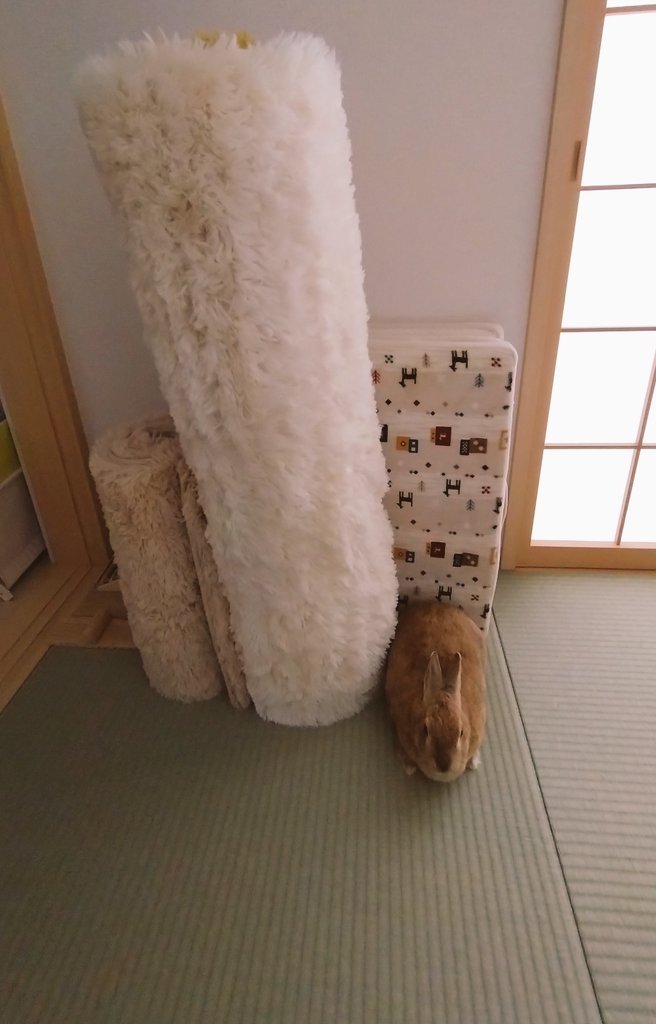 undundo's tweet photo. 隙間を埋めるようにすっぽり収まってる🐰

#うさぎ #うさぎ好きさんと繋がりたい #ネザーランドドワーフ #うさぎのいる生活 #うさぎの収納 https://t.co/8qR29rtO6b