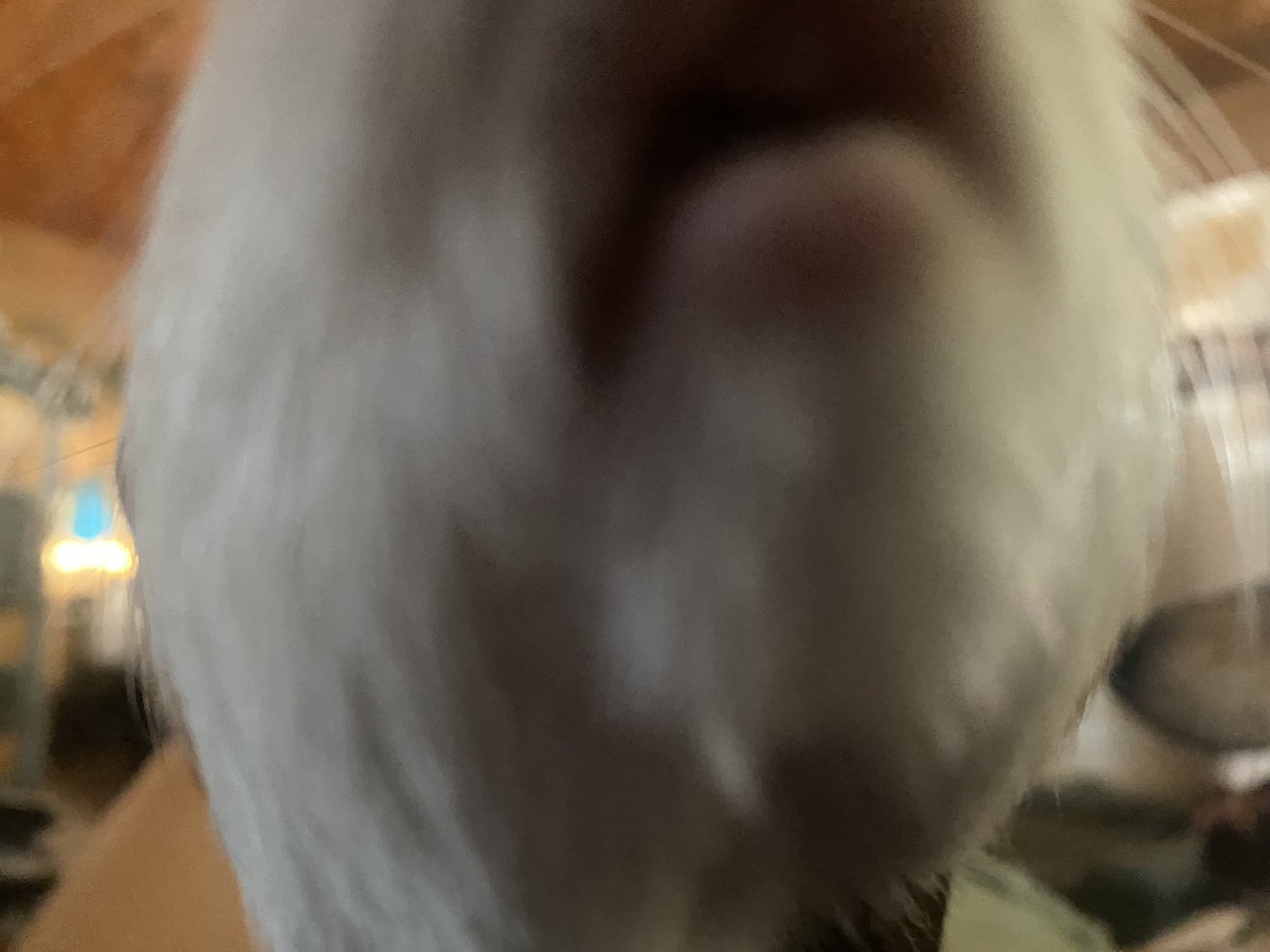 POV: u is a salad and dis ze last ting u see