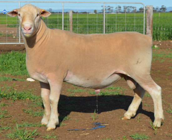 ashmorews's tweet photo. Ashmore Rams Stud Lots 1-11.
Photos and Videos of each ram can be found here: https://t.co/97my5Eh0Bu
Top Left Lot 1, Top Right Lot 2, Bottom Left Lot 10, Bottom Right Lot11
#AshmoreRams #GeneticsThatPerform https://t.co/NdzqprjsEU