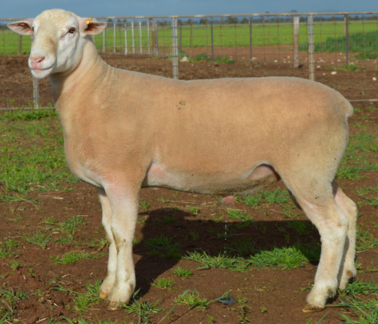 ashmorews's tweet photo. Ashmore Rams Stud Lots 1-11.
Photos and Videos of each ram can be found here: https://t.co/97my5Eh0Bu
Top Left Lot 1, Top Right Lot 2, Bottom Left Lot 10, Bottom Right Lot11
#AshmoreRams #GeneticsThatPerform https://t.co/NdzqprjsEU