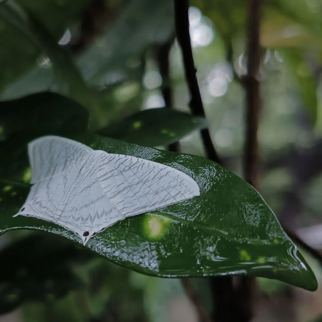 curiocritters's tweet photo. Grey Swallowtail Moth (Micronia aculeata).

Distributed across South, and Southeast Asia, including India. Ecology is little known.

📸 17 SEP 2022 (18:32 hrs.), at Bharat Van Joggers Park, #Marol, #Mumbai.

#TwitterNatureCommunity #moth https://t.co/7TupJee5t5