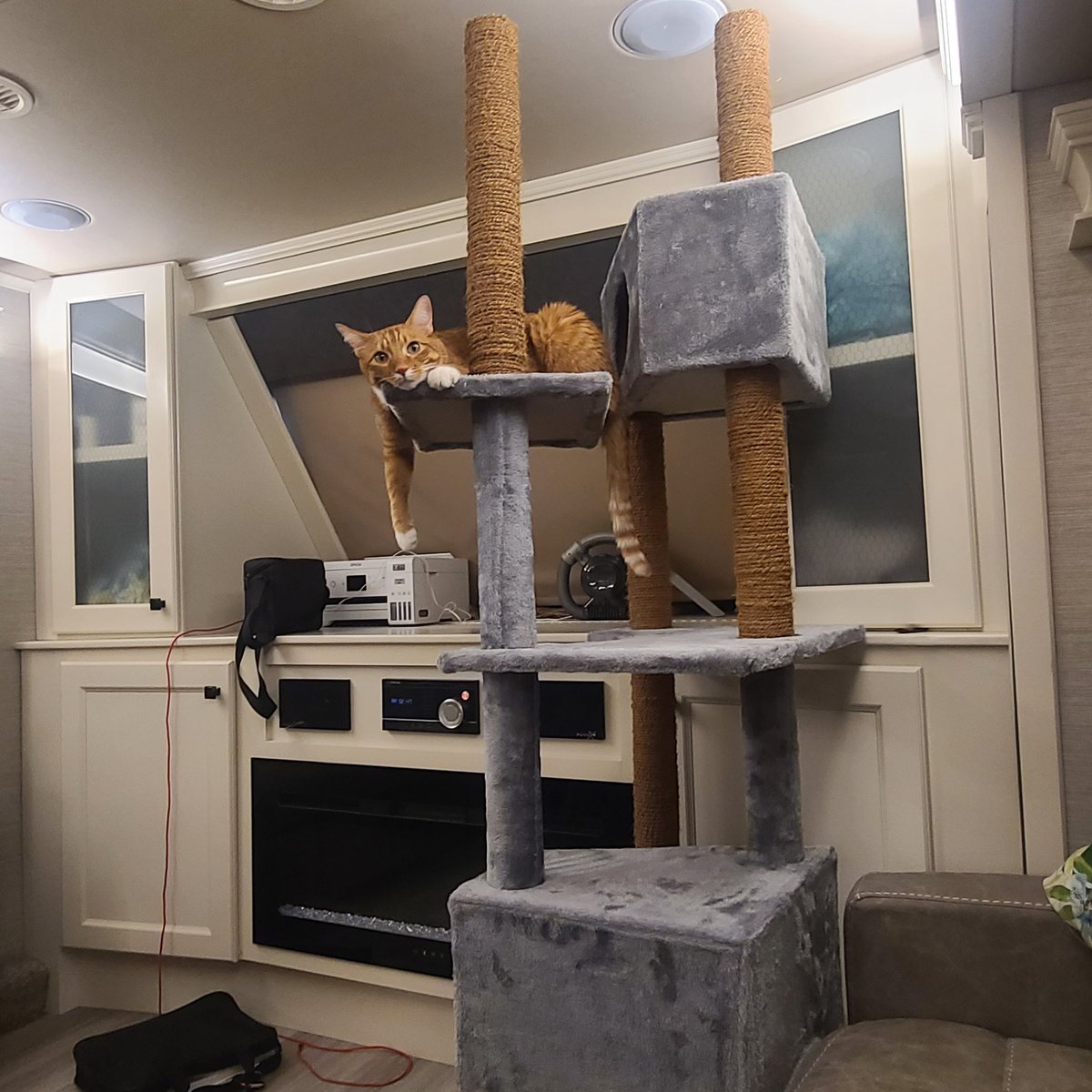 bigfokkerdog's tweet photo. Mr. Jones checking his new tree in Bebop. #rvlife #rvcat @GoodSam @happilyeverhanks https://t.co/H9KVWJSuBF