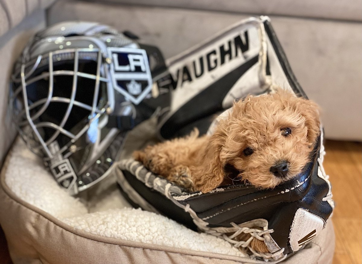 JBThirty2's tweet photo. @LAKings Our mini GoldenDoodle, Bailey… https://t.co/L5v9SQDcgR