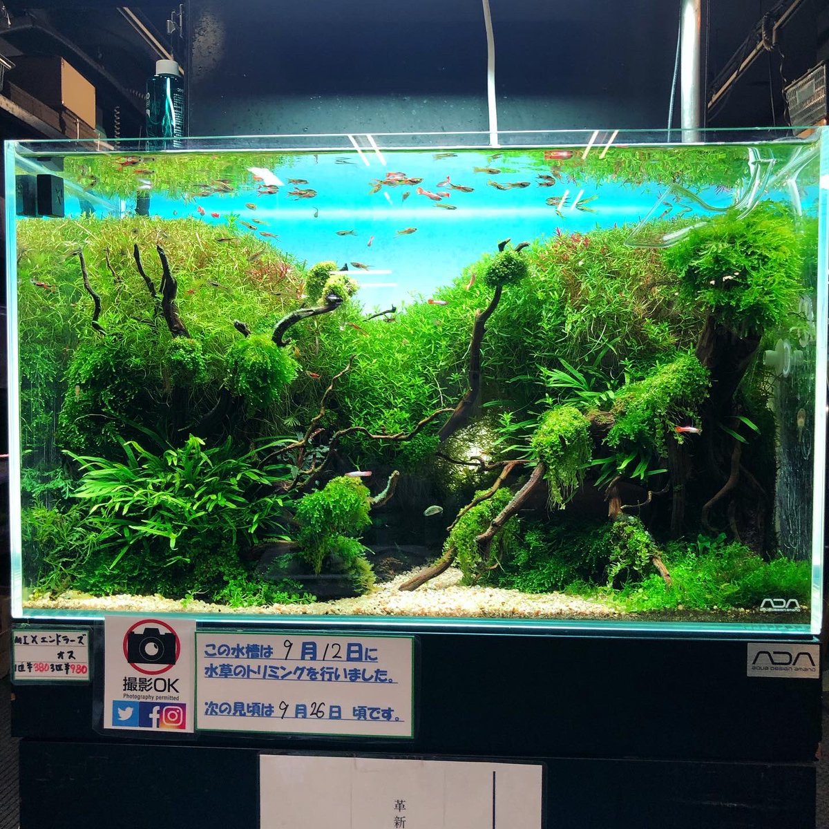 ADA Do!aqua ブランチ スタンドライト 水草 アクアリウム