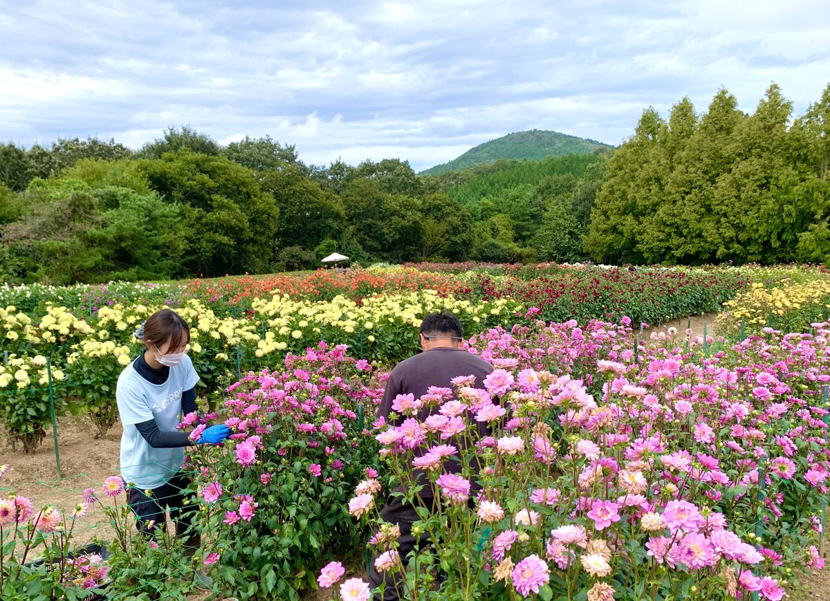 ダリアとガーデンマム祭 広島県 の情報 ウォーカープラス