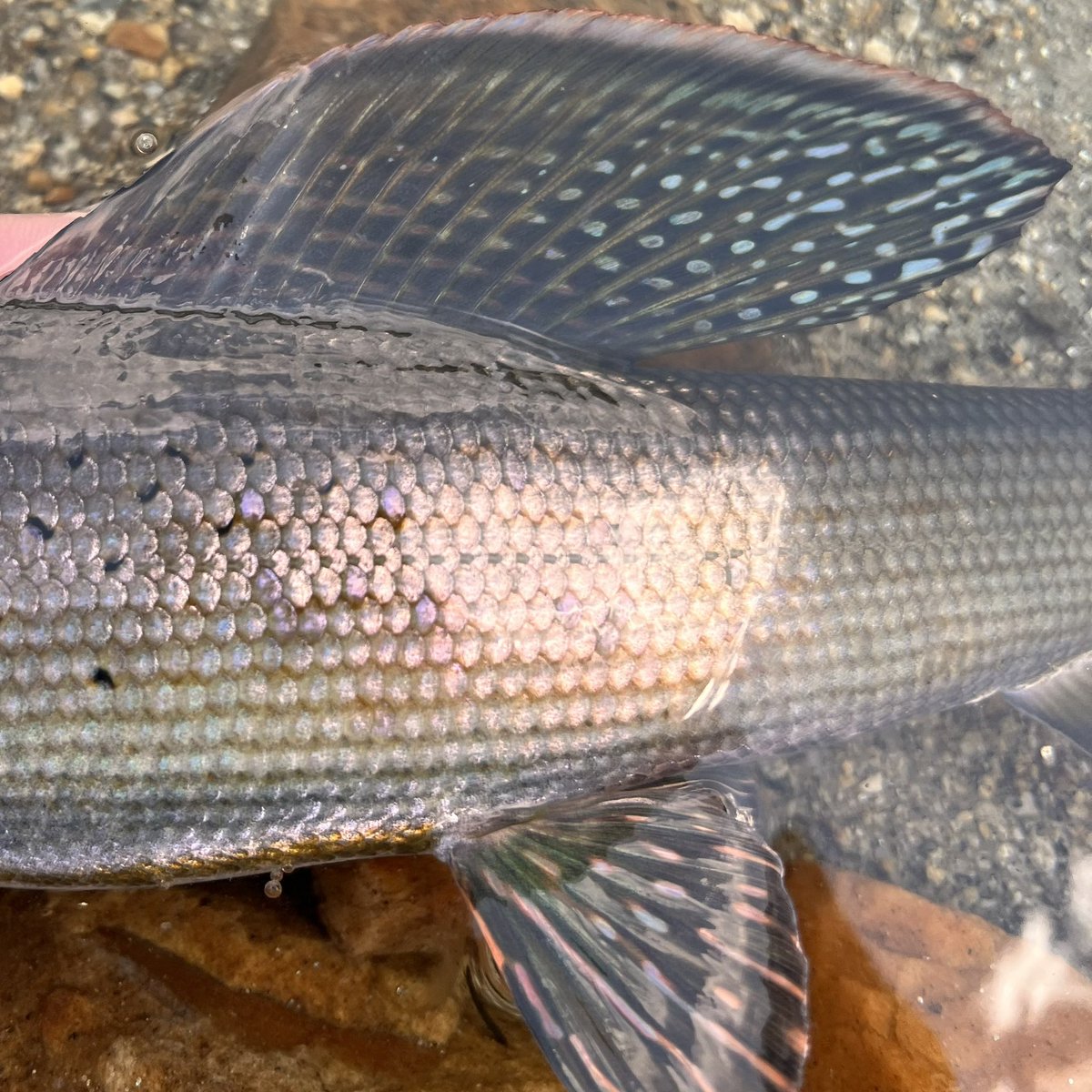fstonefishes's tweet photo. Hard to put it in words when you achieve a childhood dream.  Coming face to face with this Arctic Grayling was in one word, majestic, and so fulfilling. https://t.co/g13OglSWyy