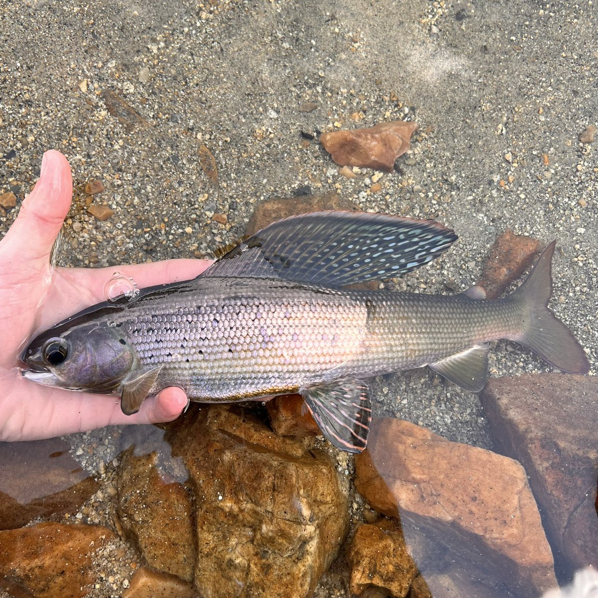 fstonefishes's tweet photo. Hard to put it in words when you achieve a childhood dream.  Coming face to face with this Arctic Grayling was in one word, majestic, and so fulfilling. https://t.co/g13OglSWyy