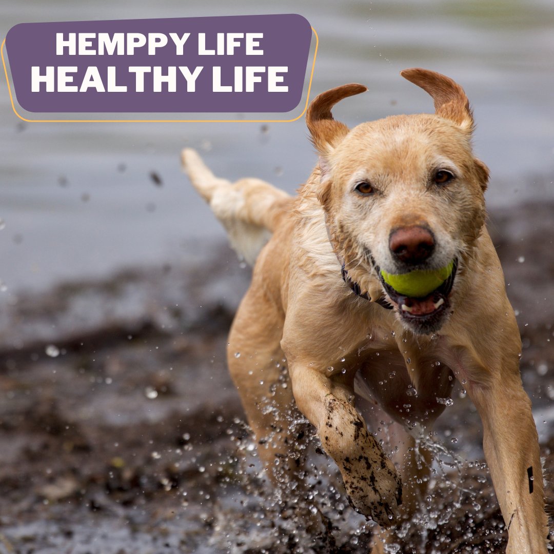 Hemppy Life makes your dog Healthy prevent chronic diseases now! Get it here > hemppydog.com 

#dogsupplement #reduceanxiety #jointpainrelief #happydogs #healthydogs #dogtrainingtips #hempoilbenefits #dogsofinstaworld