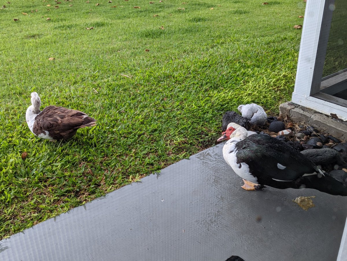 Twitterverse: what do you do when feral ducks come to relieve themselves in front of your door and your dog runs away to hide? They do it on both sides of the house now. It's intentional. And starting to feel personal.