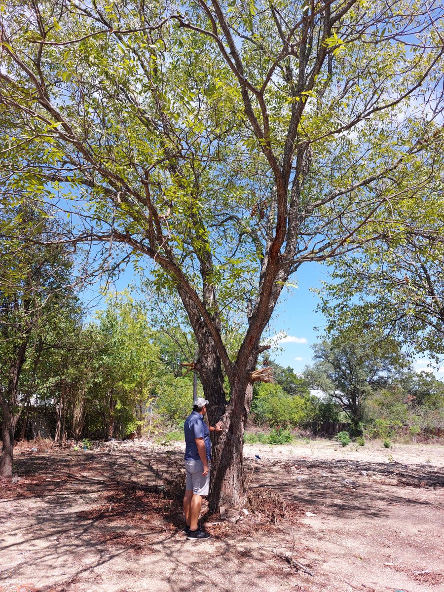 Jcoxwvu2020's tweet photo. This tree is as old as I am, it was planted the same year I was born #pecantree #texas #Leander #hometomyheart #NaturePhotography #summer #twitch #twitchstreamer #Memories https://t.co/cmQR0mUtnr