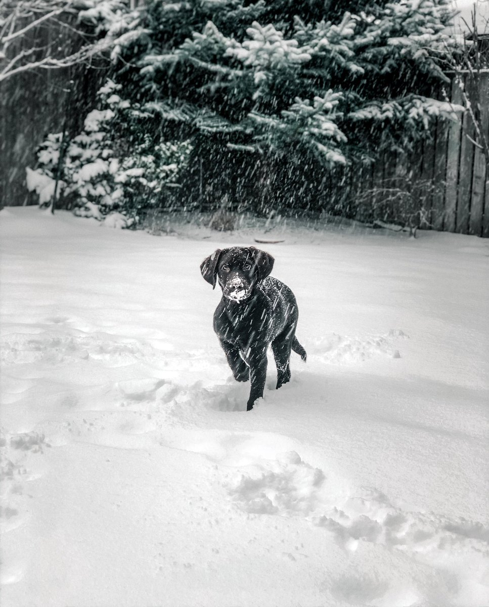 kurtisjsamchee's tweet photo. HBD pupperchino. Belated, of course.
•
#labstsgram #puppy #labsofinsta #igdaily #photography #instadaily #picoftheday #mood #nature #snow #shotwithlove #agameoftones #vscocam #instamood https://t.co/VJT4tWgxl3