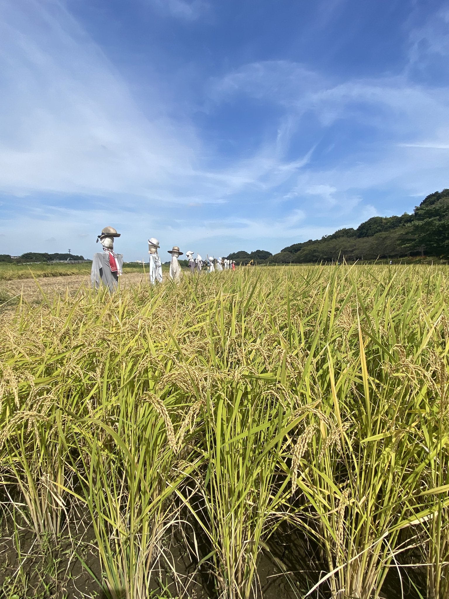 エビ天・・丼 on Twitter: &amp;quot;＃収穫 ＃稲刈り #彼岸花 稲刈りと彼岸花 台風🌀が来る前に🌾刈り取るとのこと(^^♪ 田んぼの見張り ...