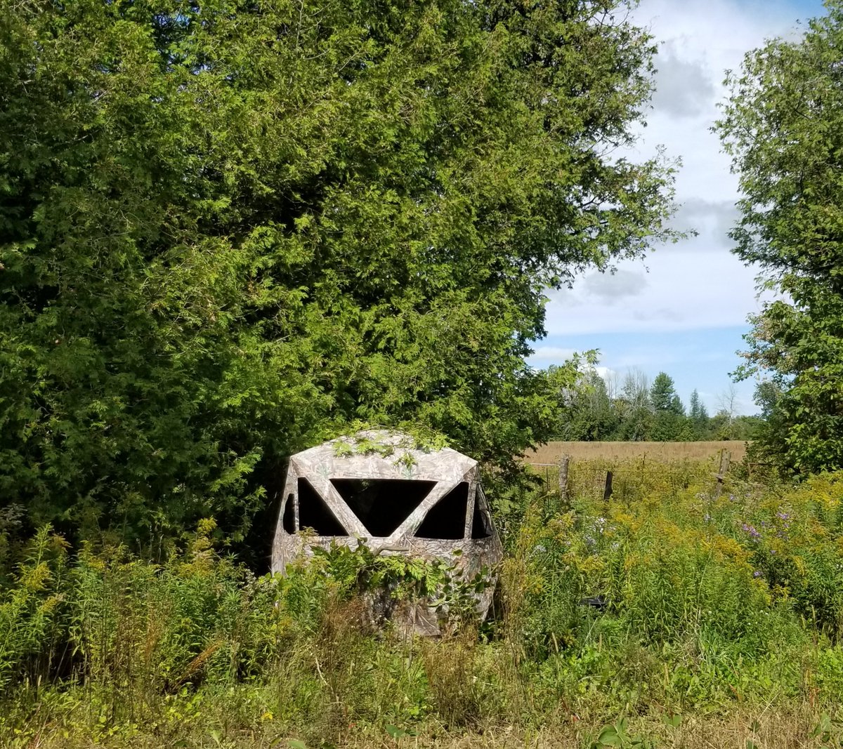 Shawn 🇨🇦🍁 tweet media