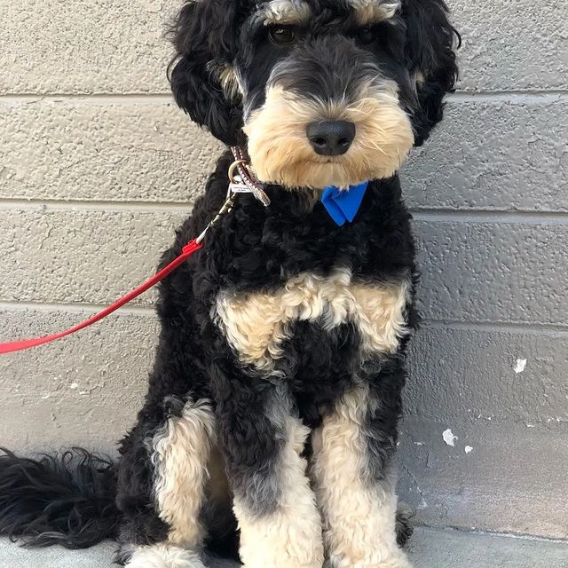 snapleash's tweet photo. Fri-nally 😍 

#snapleash #dogs #dogsoftwitter #doggo #doggies https://t.co/uvY8FQ0QlQ