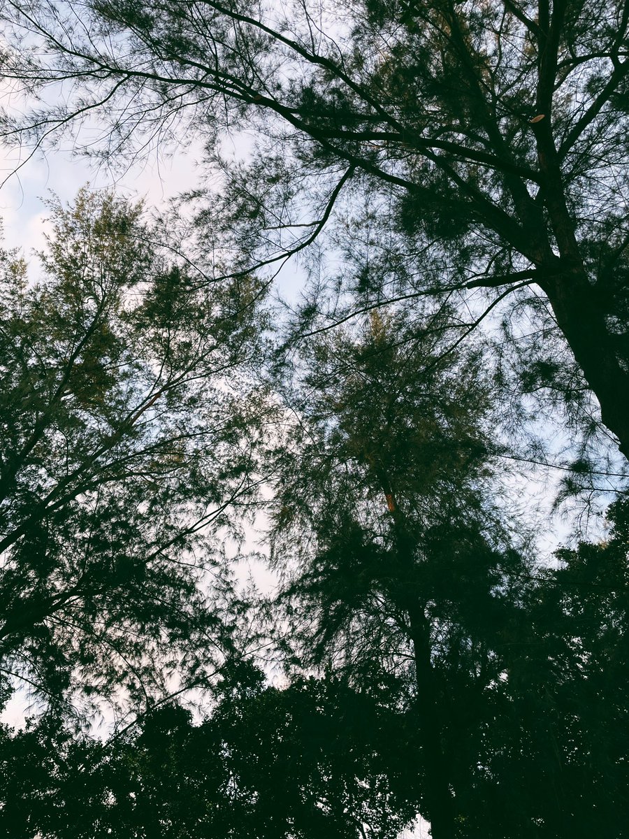 _ektaparekh's tweet photo. Long time no tree 👋🏼
#walkdiaries https://t.co/Lc5xbyHYLO