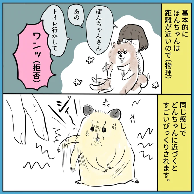 ハムスターのどんちゃんも元気です。 